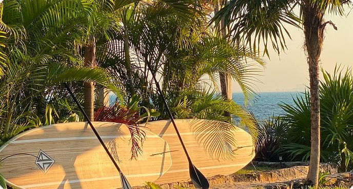 Paddleboards by the shore under the palms